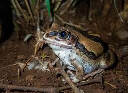 Image de Leptopelis mossambicus Poynton 1985