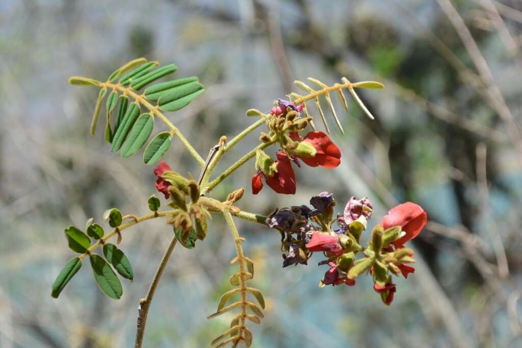 Image de Harpalyce formosa var. formosa