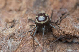 Image of False black widow