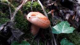 Image of Lactarius deliciosus (L.) Gray