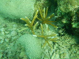 Image of Staghorn Coral