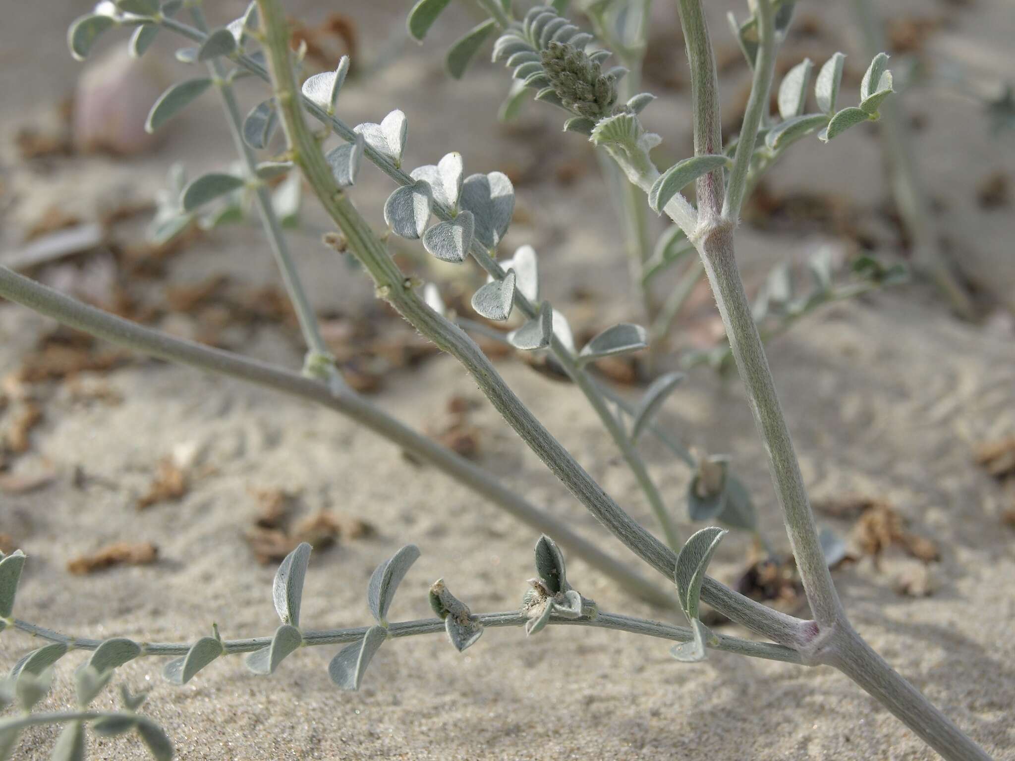 Image of <i>Astragalus <i>magdalenae</i></i> var. magdalenae