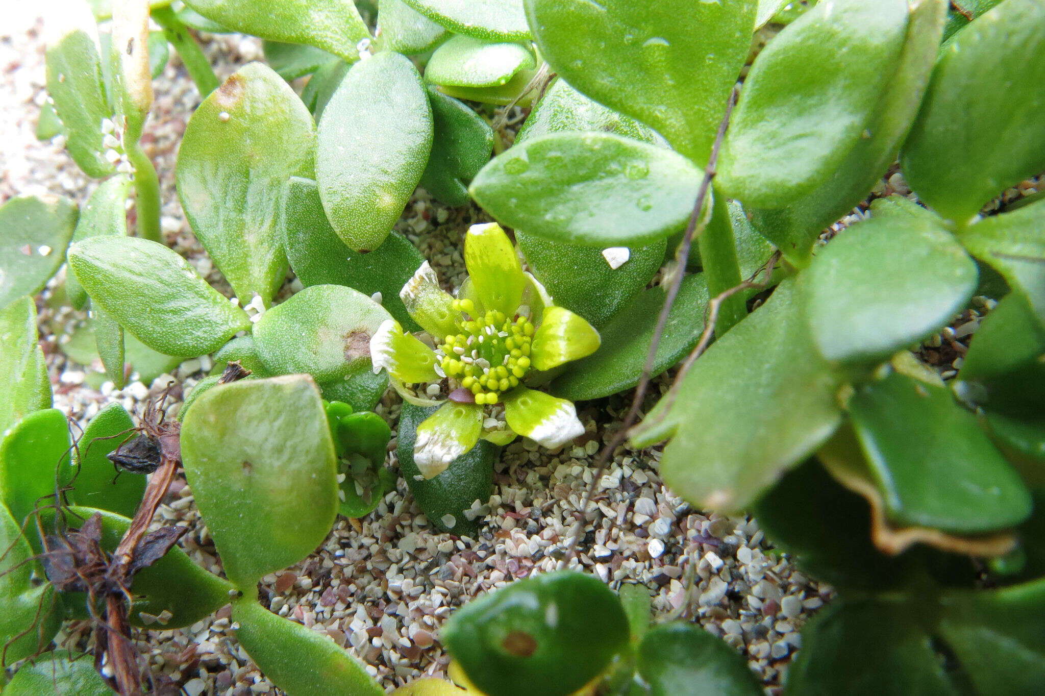 Image of Ranunculus acaulis Banks & Soland.