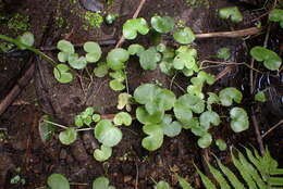 Image de Hydrocotyle leucocephala Cham. & Schltdl.