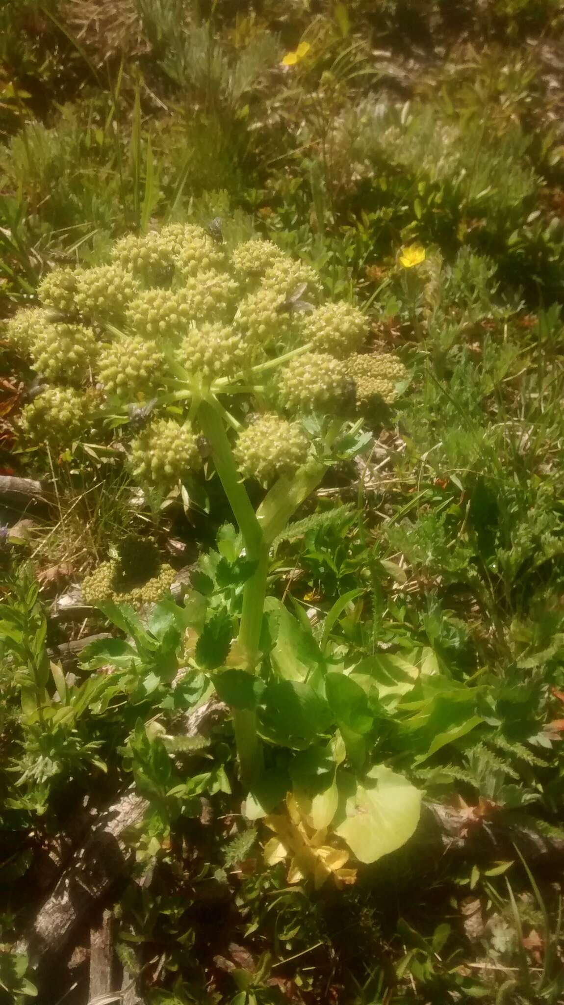 Image of Gray's angelica