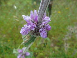 Stachys cretica L. resmi