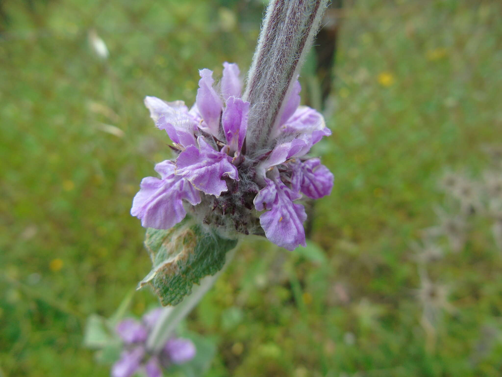 Stachys cretica L. resmi