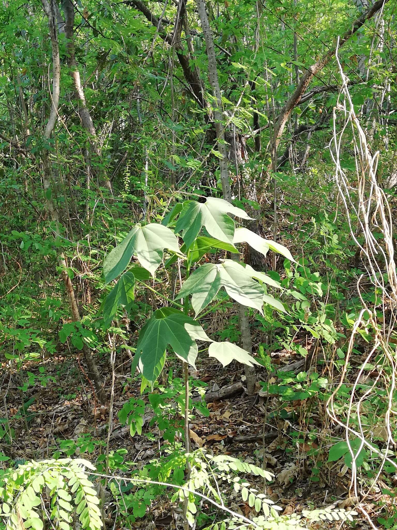 Image of Gyrocarpus jatrophifolius Domin