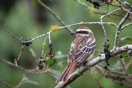 Plancia ëd Empidonomus varius varius (Vieillot 1818)