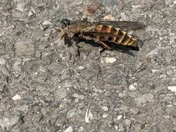 Image of dark giant horsefly