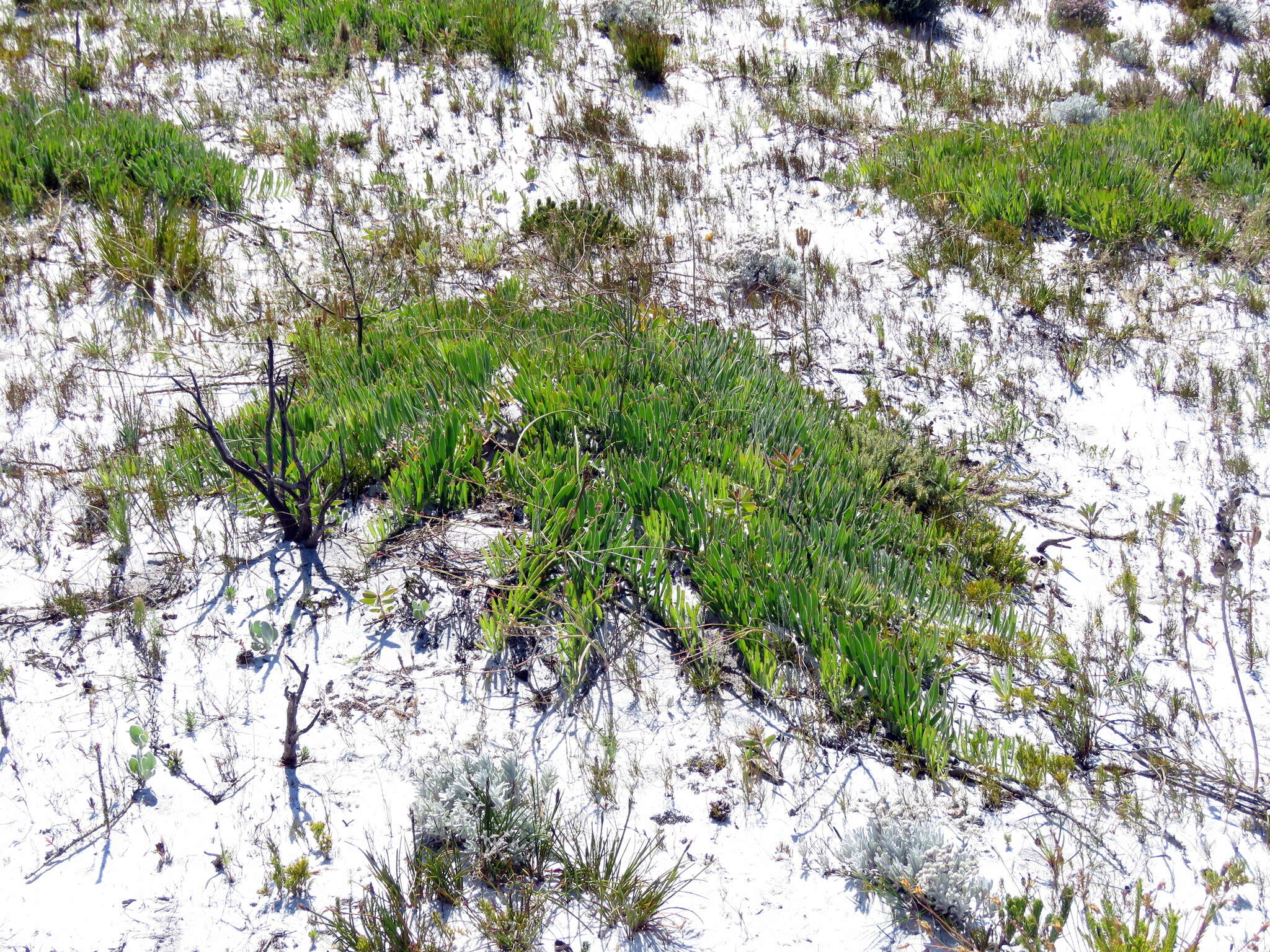 Image de Leucospermum hypophyllocarpodendron subsp. hypophyllocarpodendron