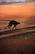 Image of Dussumier's Malabar Langur