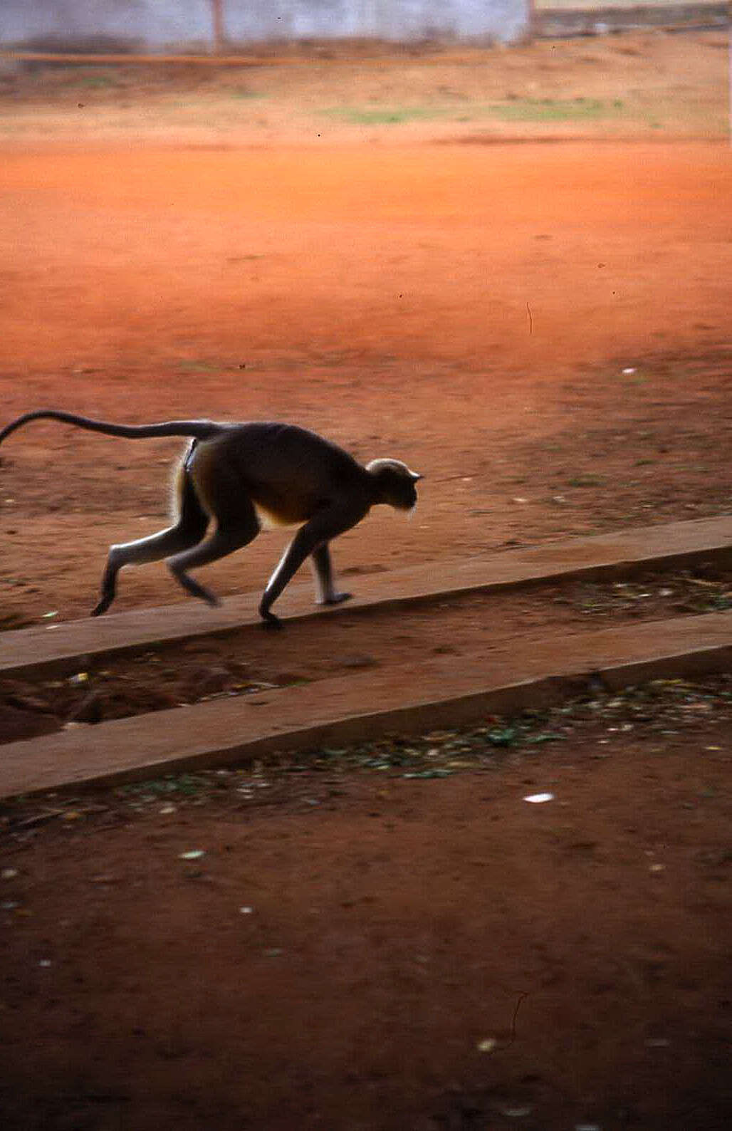 Image of Dussumier's Malabar Langur