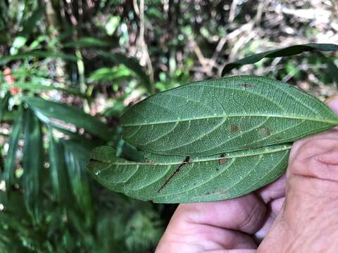 Image of Alangium villosum (Blume) Wangerin