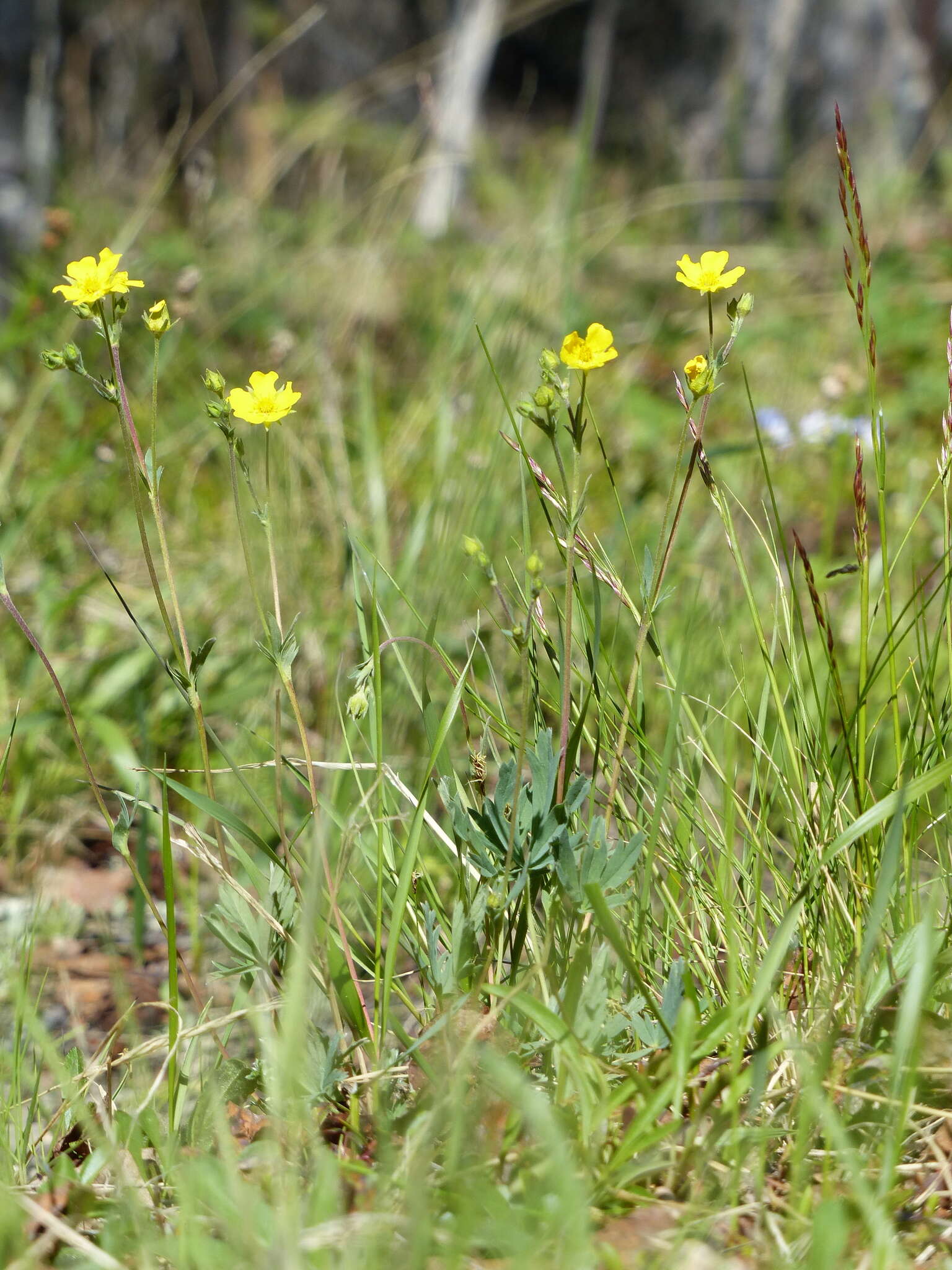 Image of mountainmeadow cinquefoil