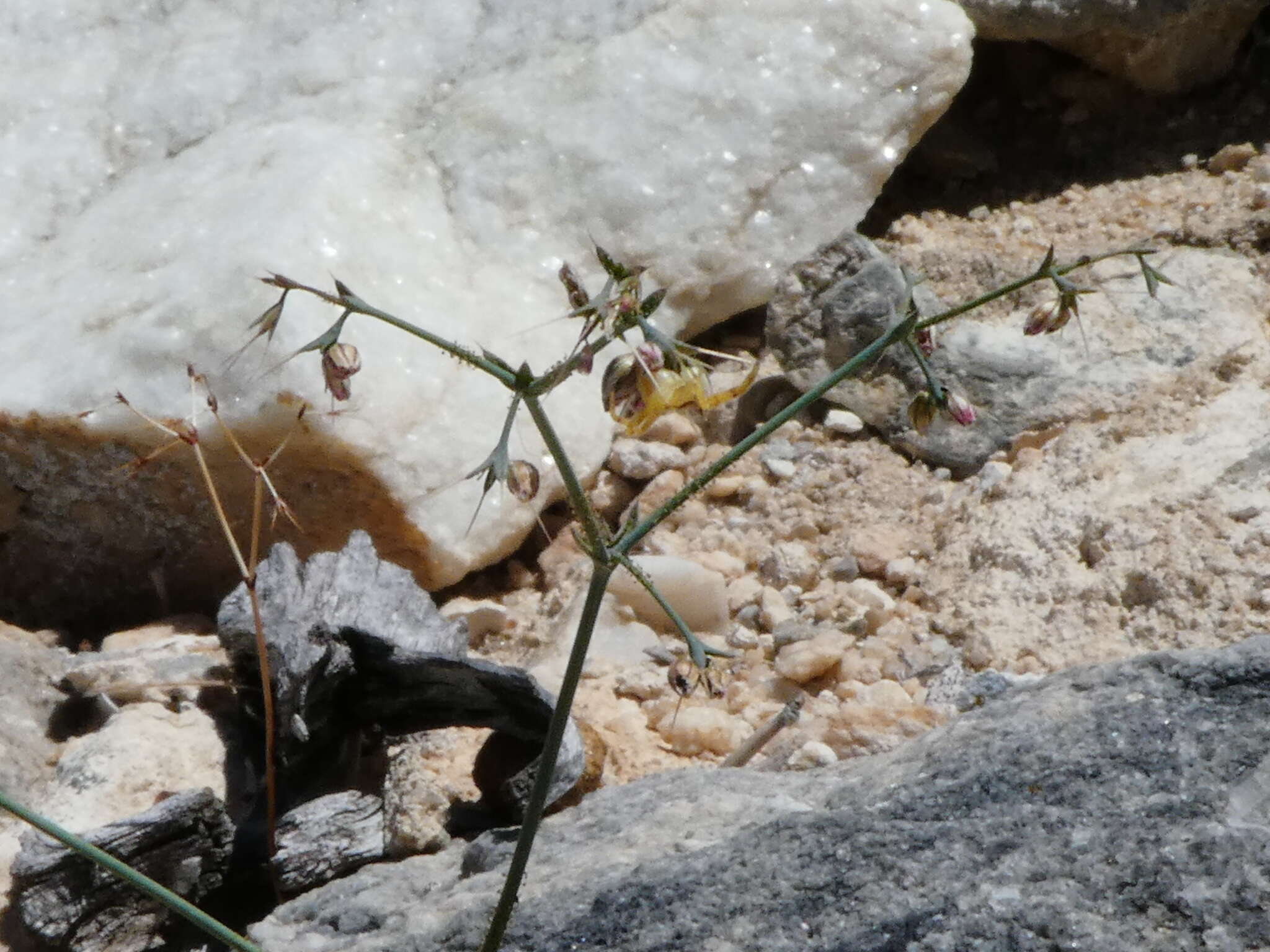 Imagem de Acanthoscyphus parishii (Parry) Small