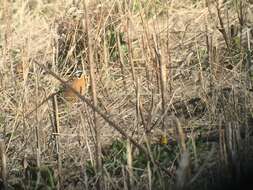 Image of Smith's Longspur