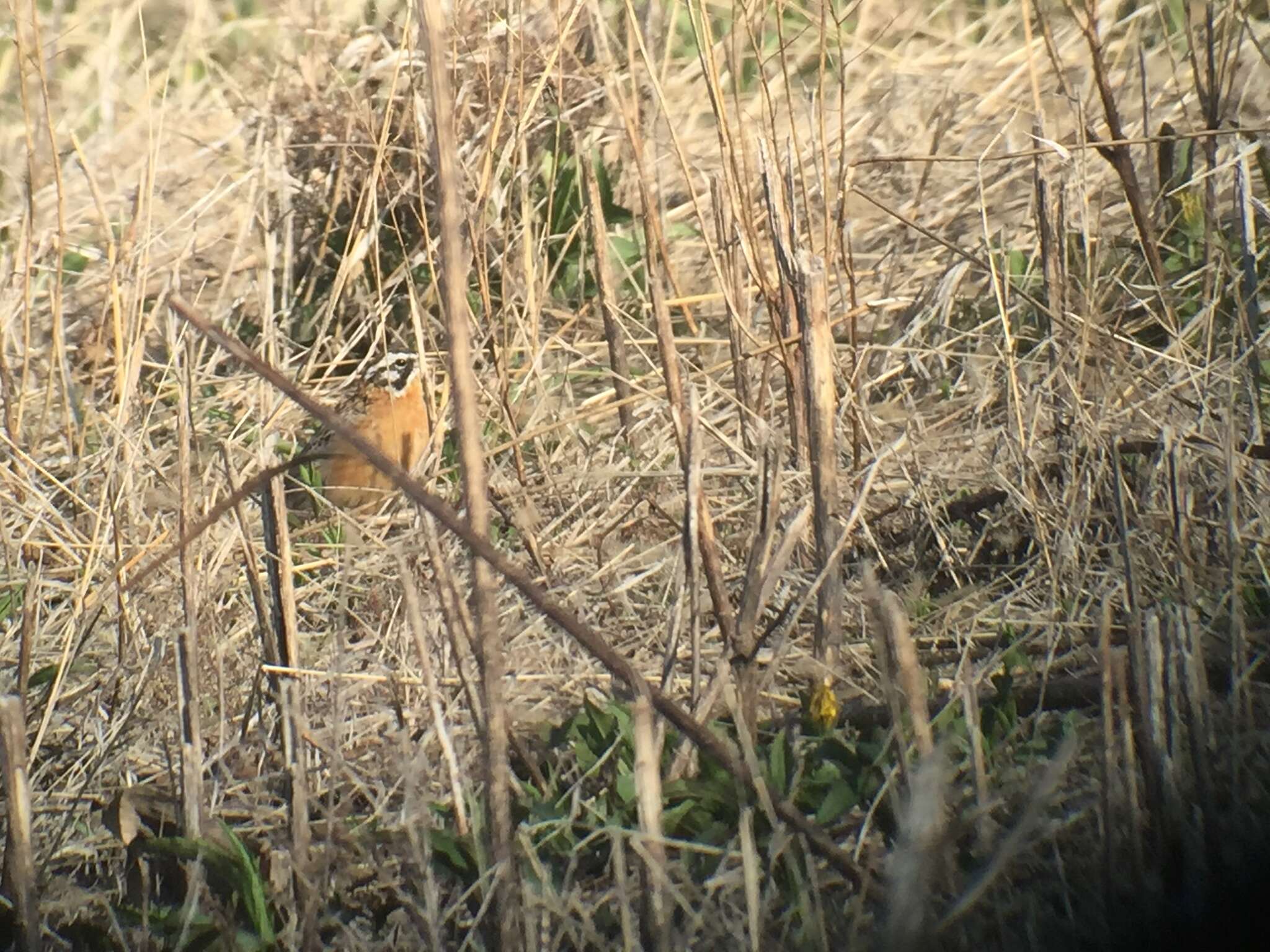 Image of Smith's Longspur