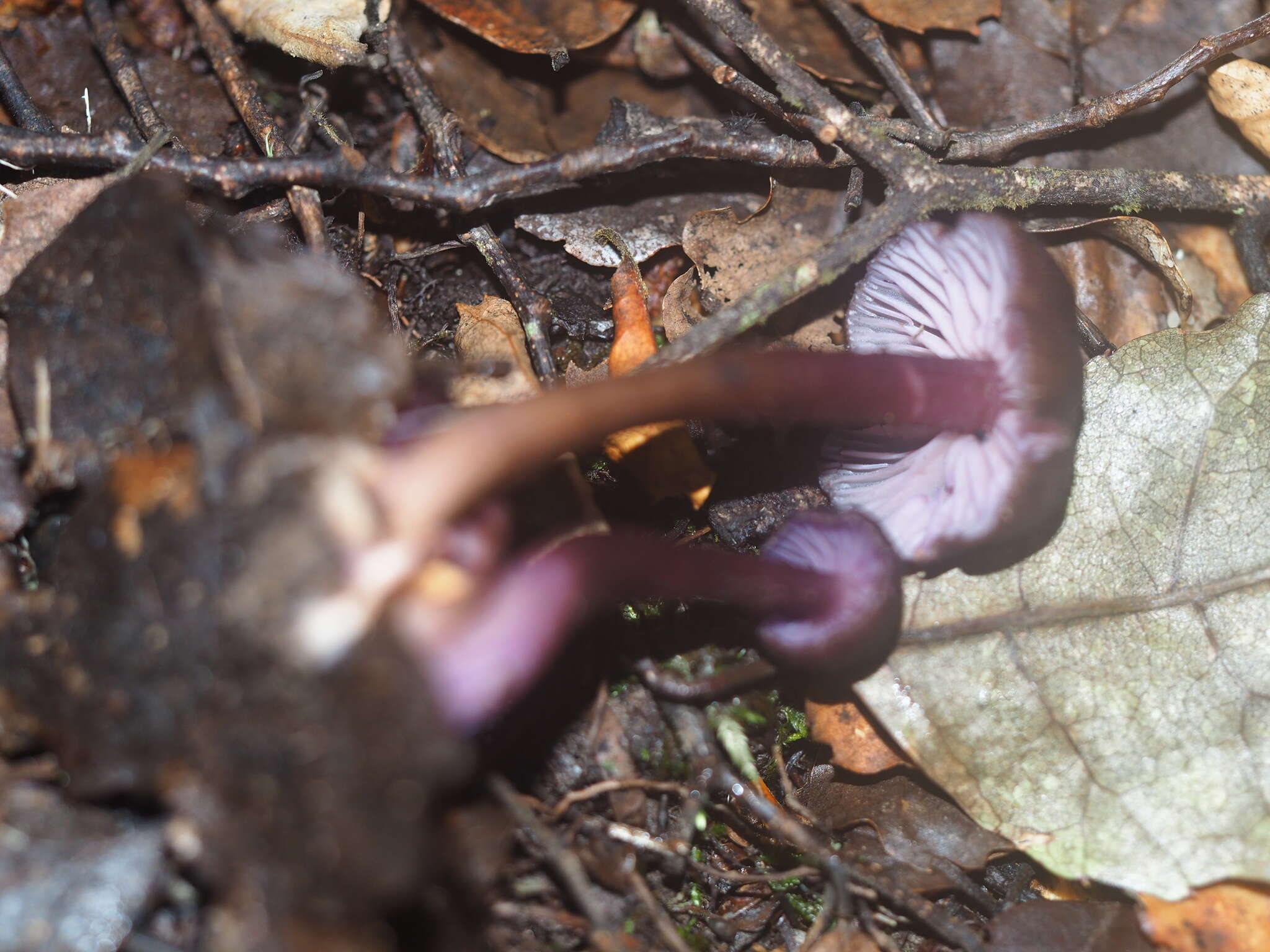 Image of Laccaria violaceonigra G. Stev. 1964