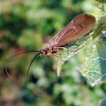 Image of Anabolia