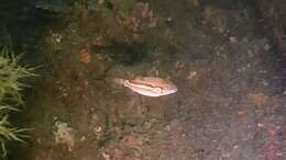 Image of Brown-lined Puffer