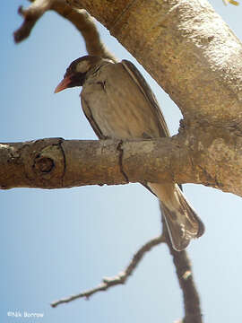 Image of Greater Honeyguide