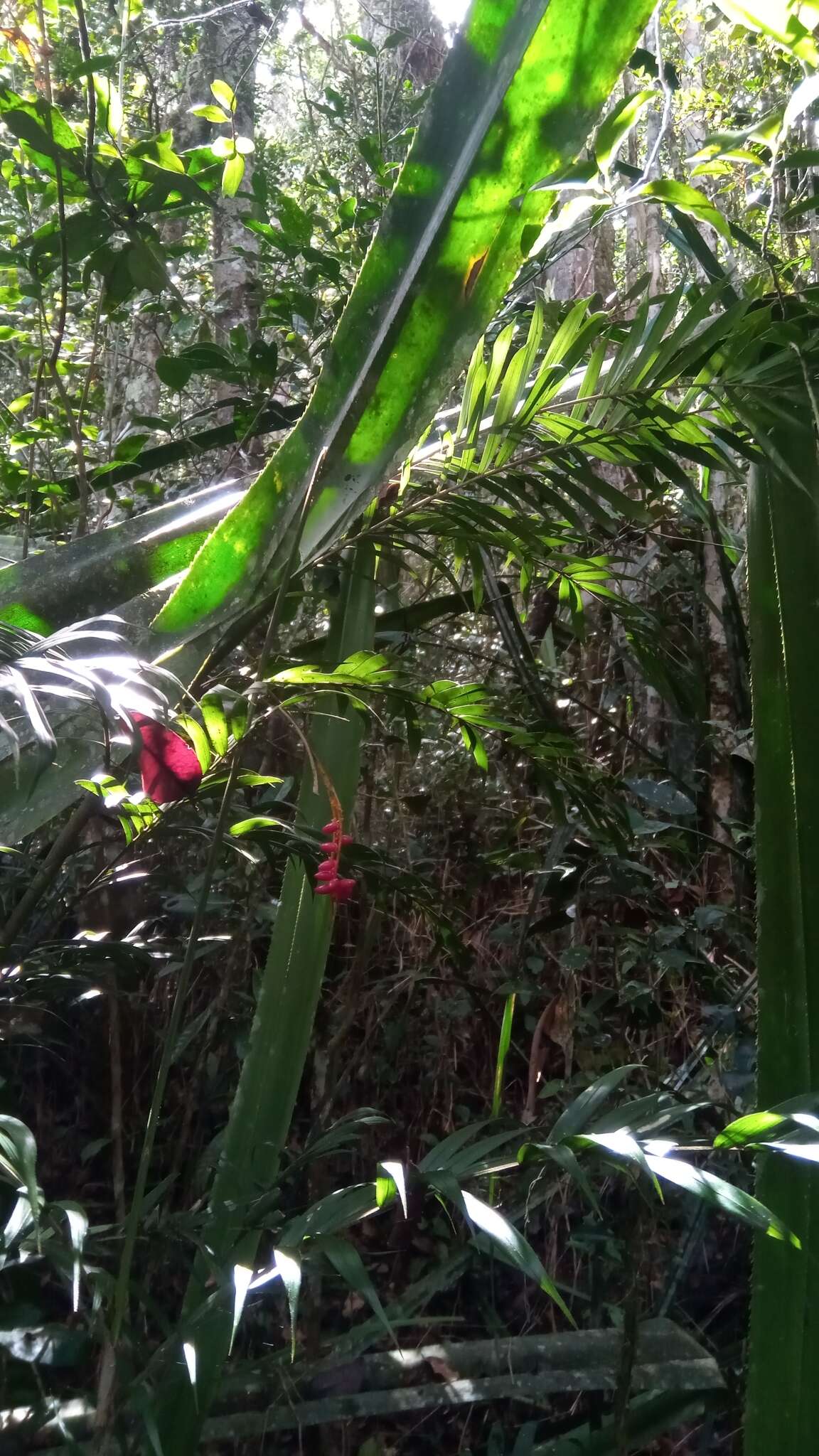 Image of Dypsis catatiana (Baill.) Beentje & J. Dransf.