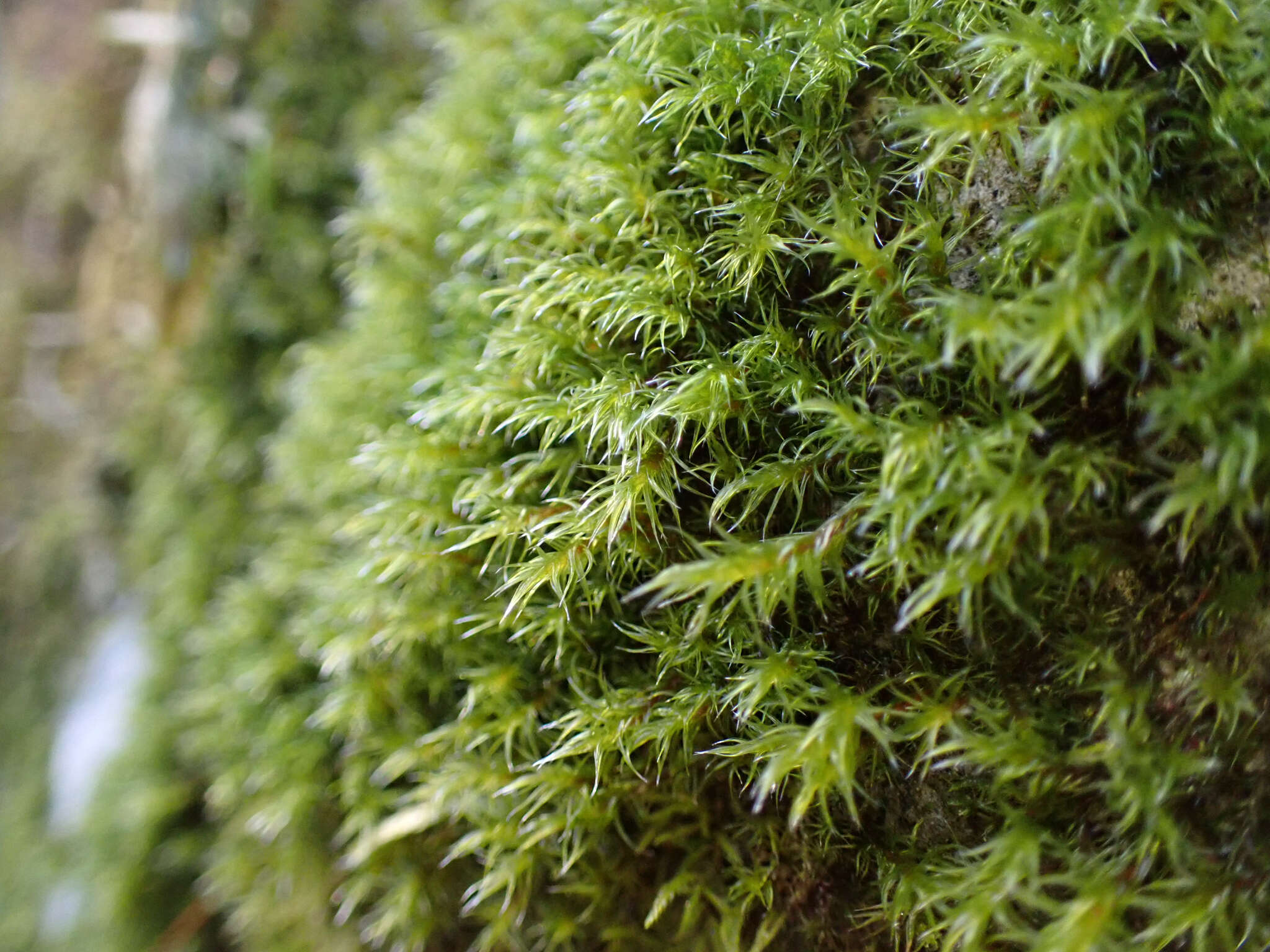 Image of Lawton's racomitrium moss