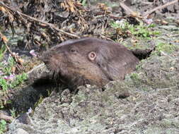 Image of pocket gopher