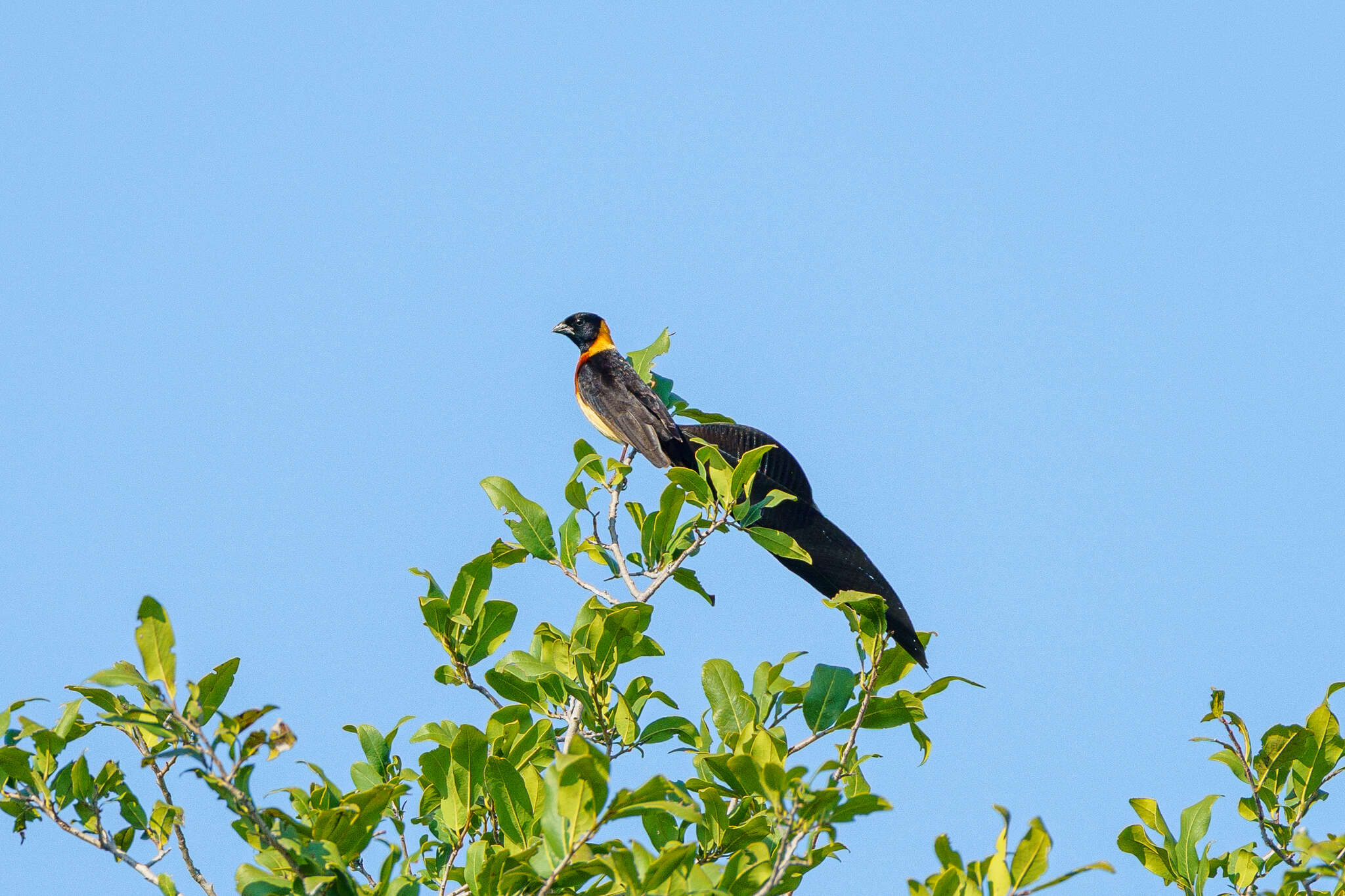 Image of Broad-tailed Paradise Whydah