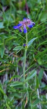 Sivun Penstemon procerus var. tolmiei (Hook.) Cronq. kuva