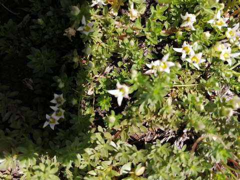 Image of Lobelia sonderiana (Kuntze) Lammers