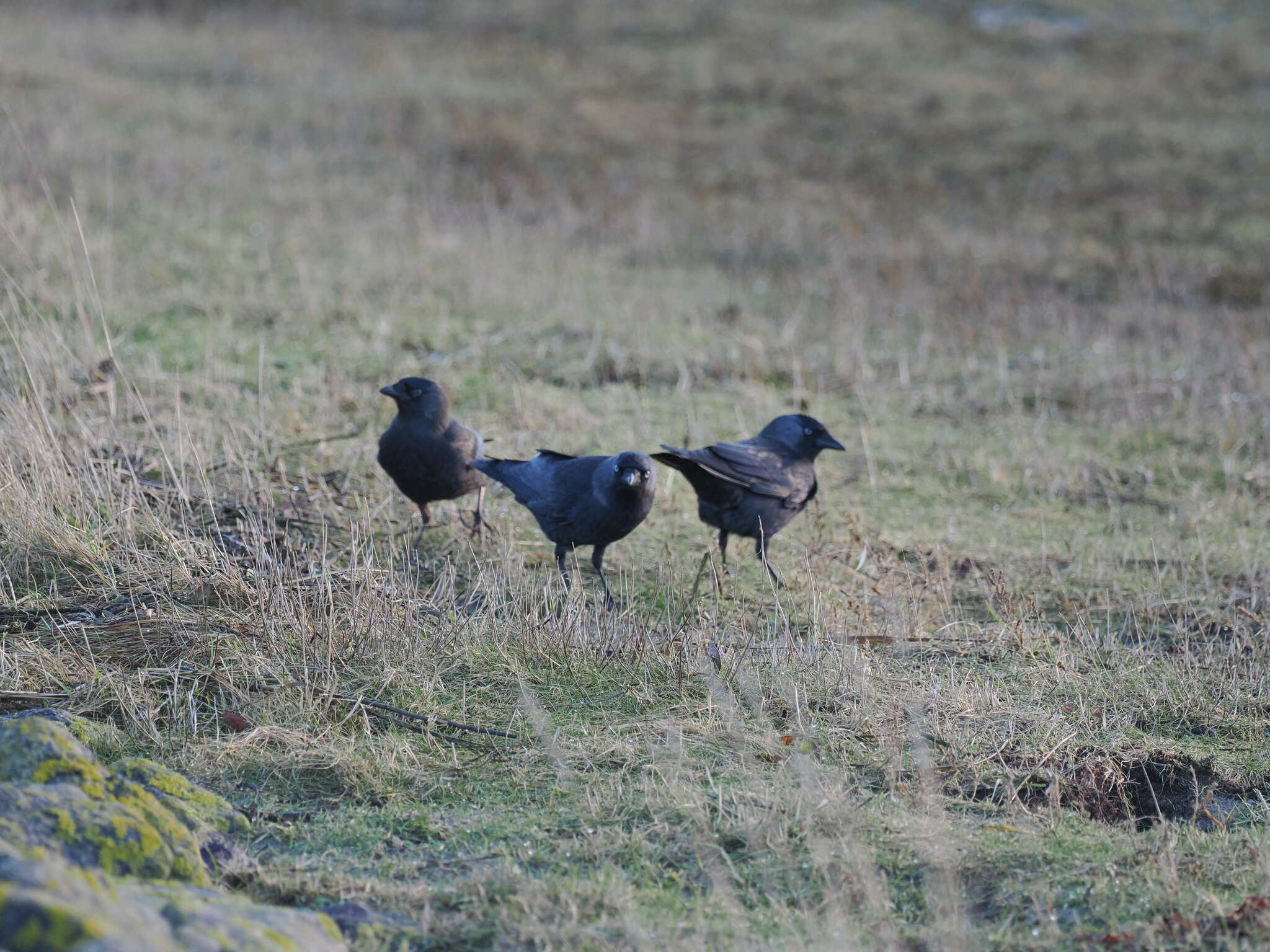 Image of <i>Corvus monedula spermologus</i>