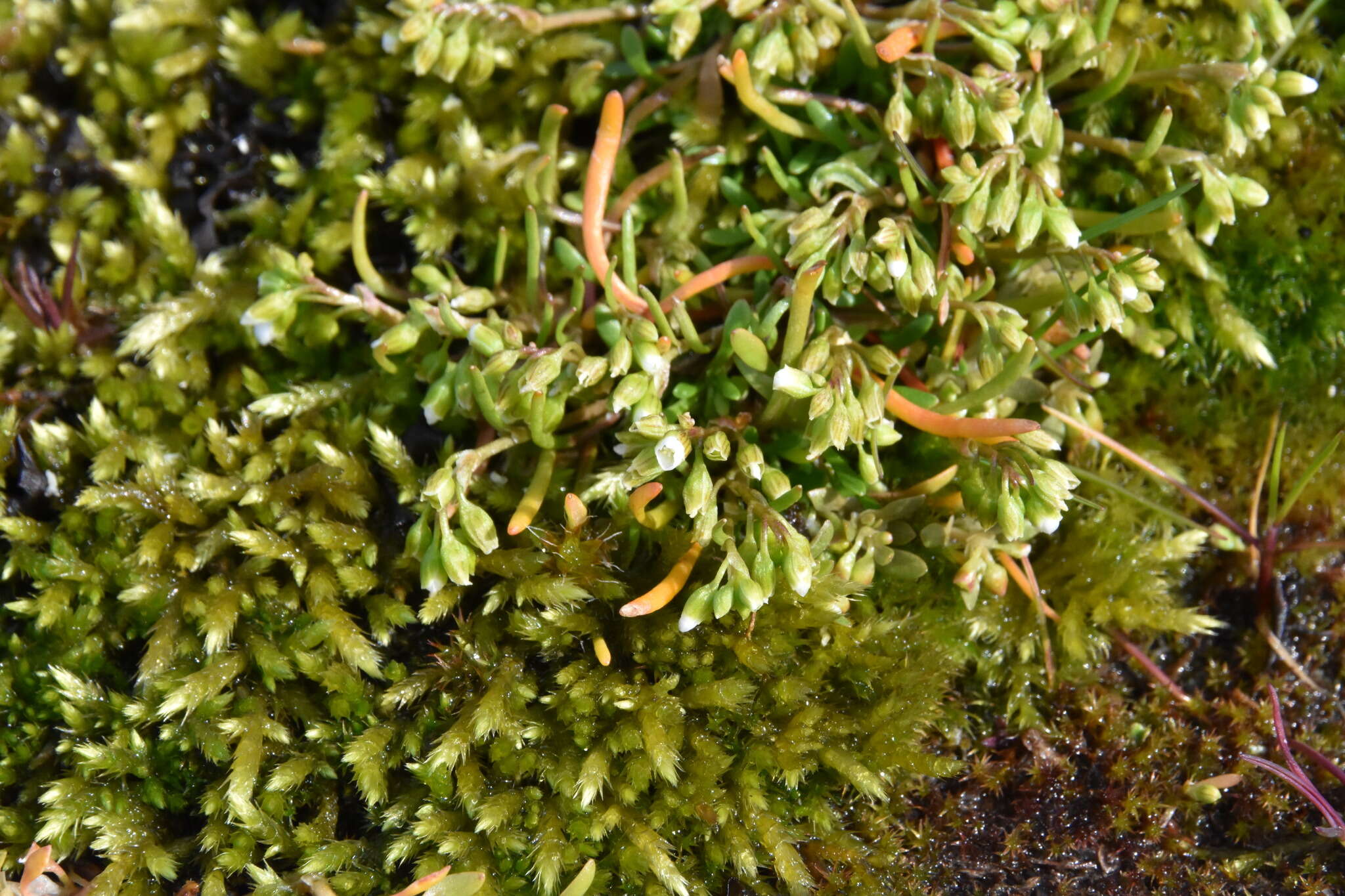 Image of Dwarf Candy-Flower