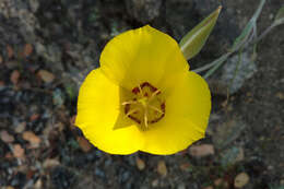 Image of goldenbowl mariposa lily