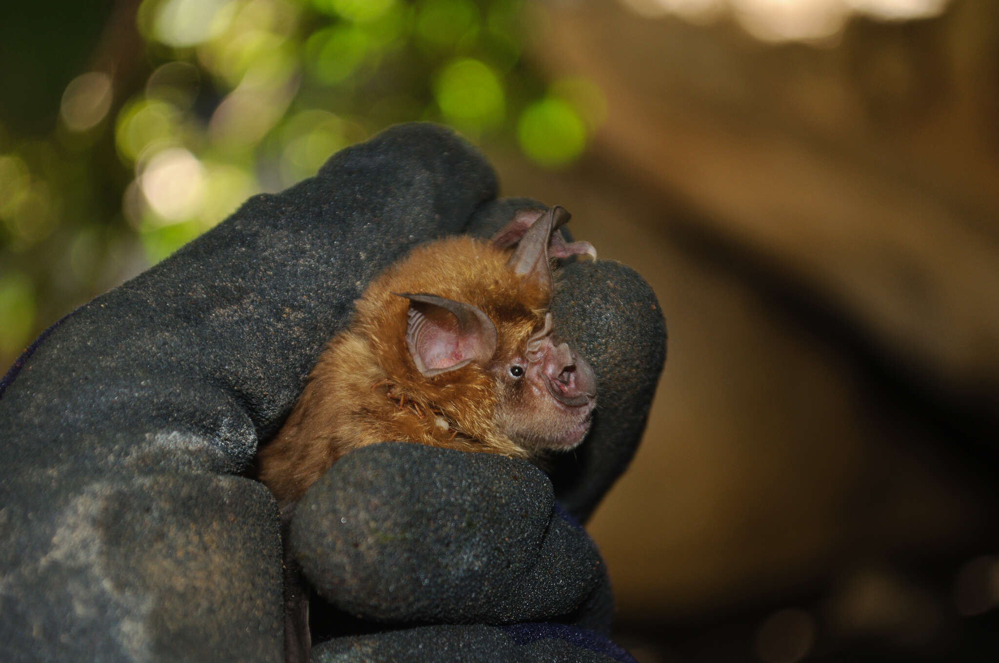 Imagem de Rhinolophus clivosus Cretzschmar 1826