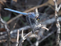 Image of Dark Dropwing