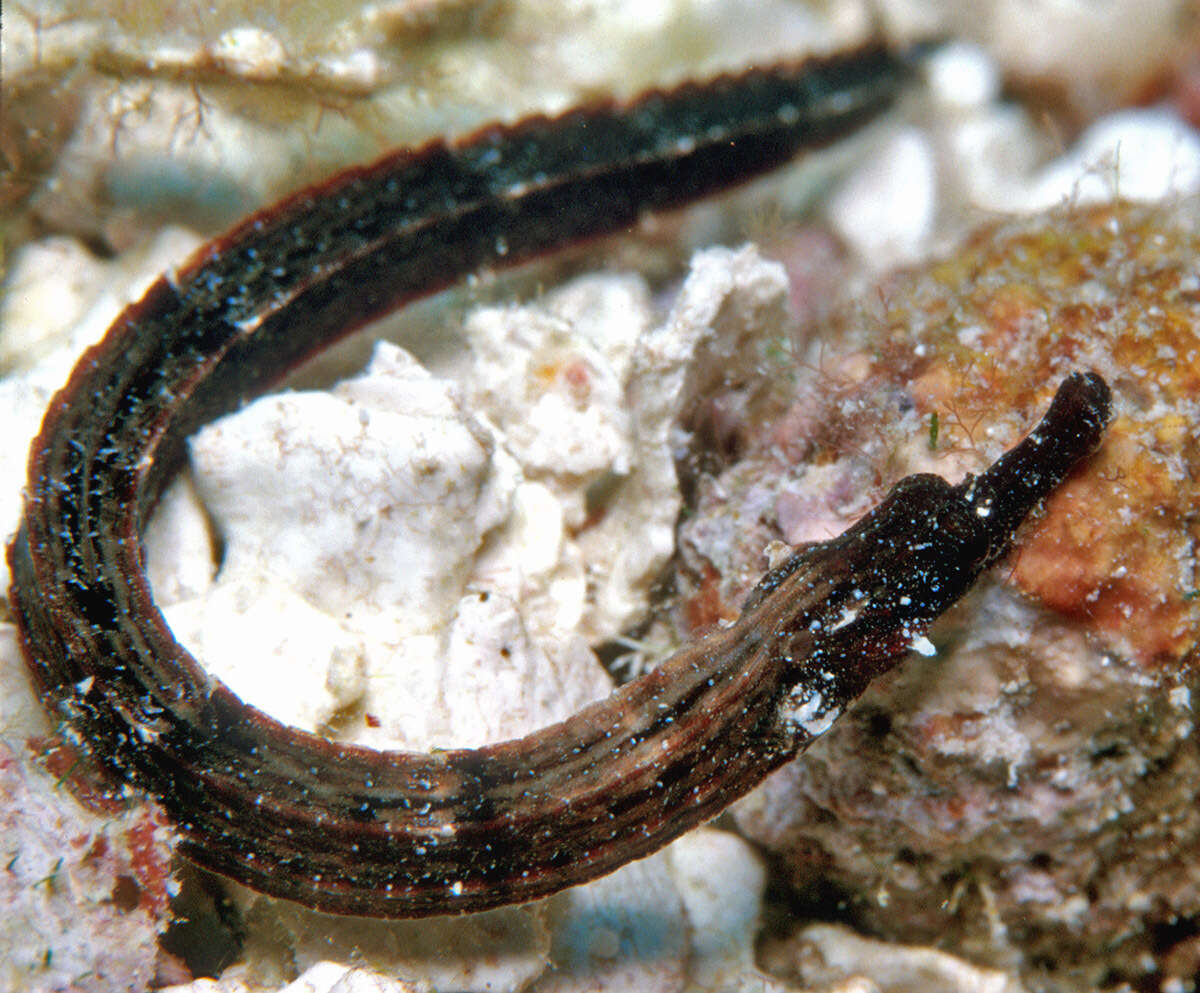 Image of Kampen&#39;s pipefish