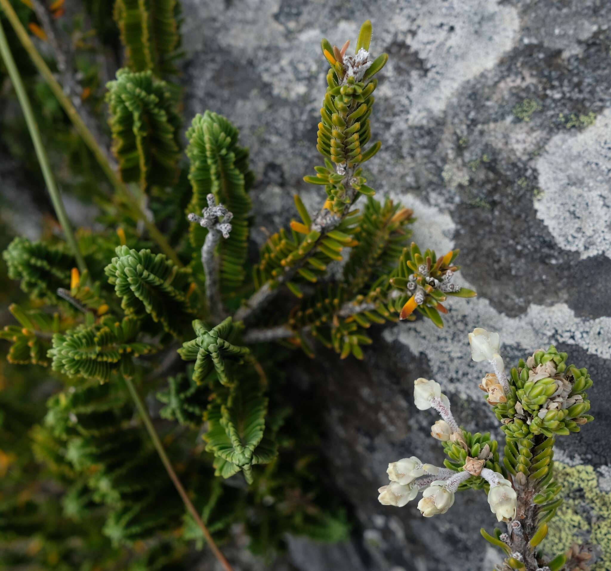 <i>Erica <i>goatcheriana</i></i> subsp. goatcheriana resmi