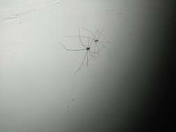 Image of Cellar spider