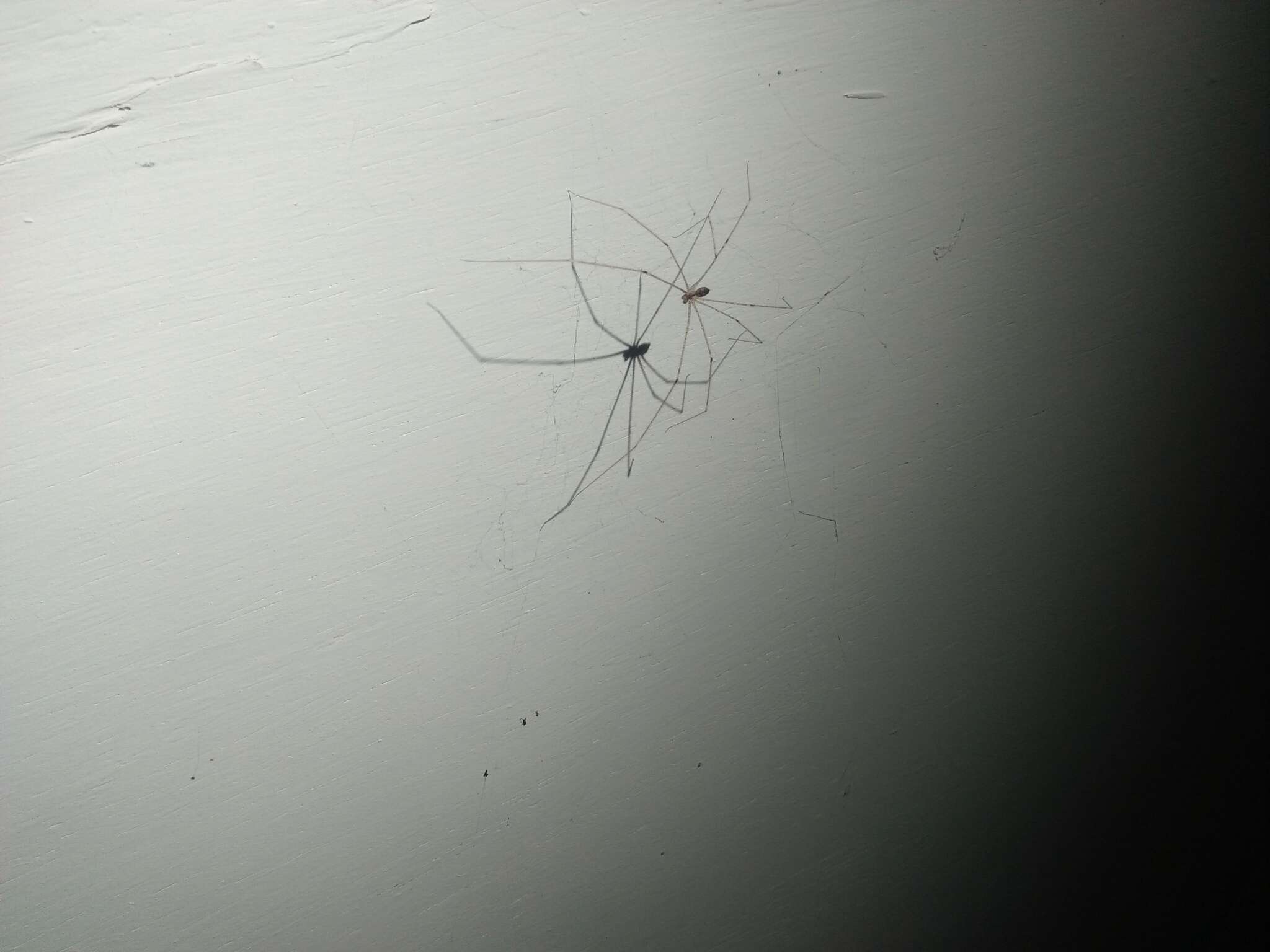 Image of Cellar spider