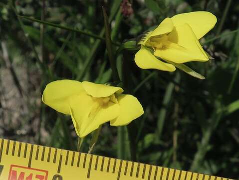 Plancia ëd Diuris monticola D. L. Jones