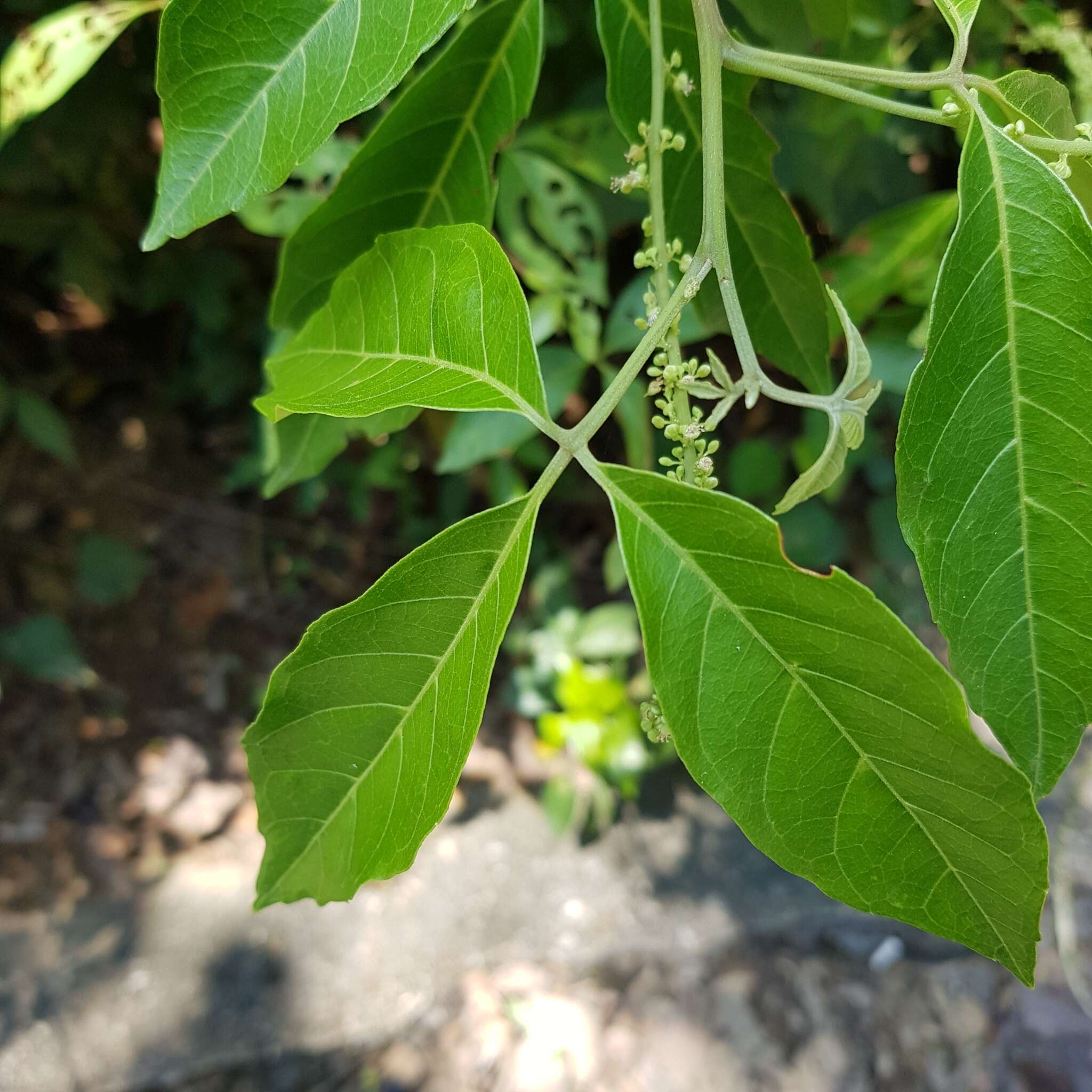 止宮樹的圖片