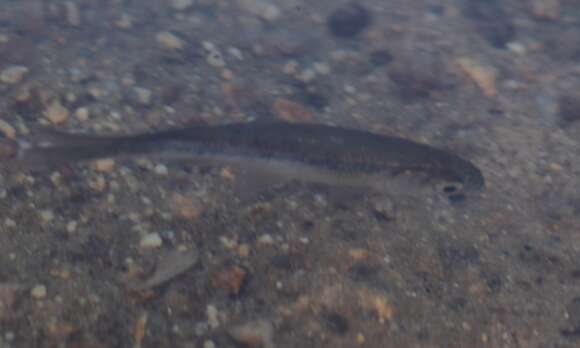 Image of Blackline Rasbora