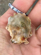 Image of Olympia oyster