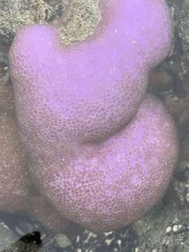 Image of Stony coral