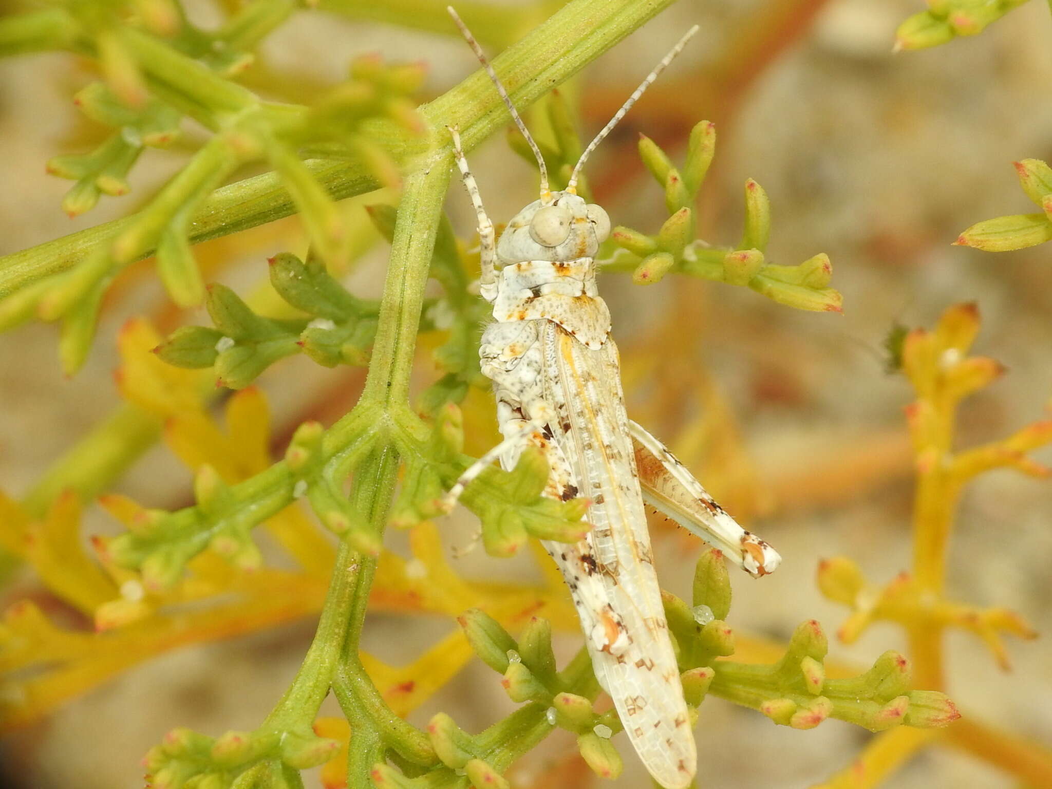 Image of Algarve Sand Grasshopper