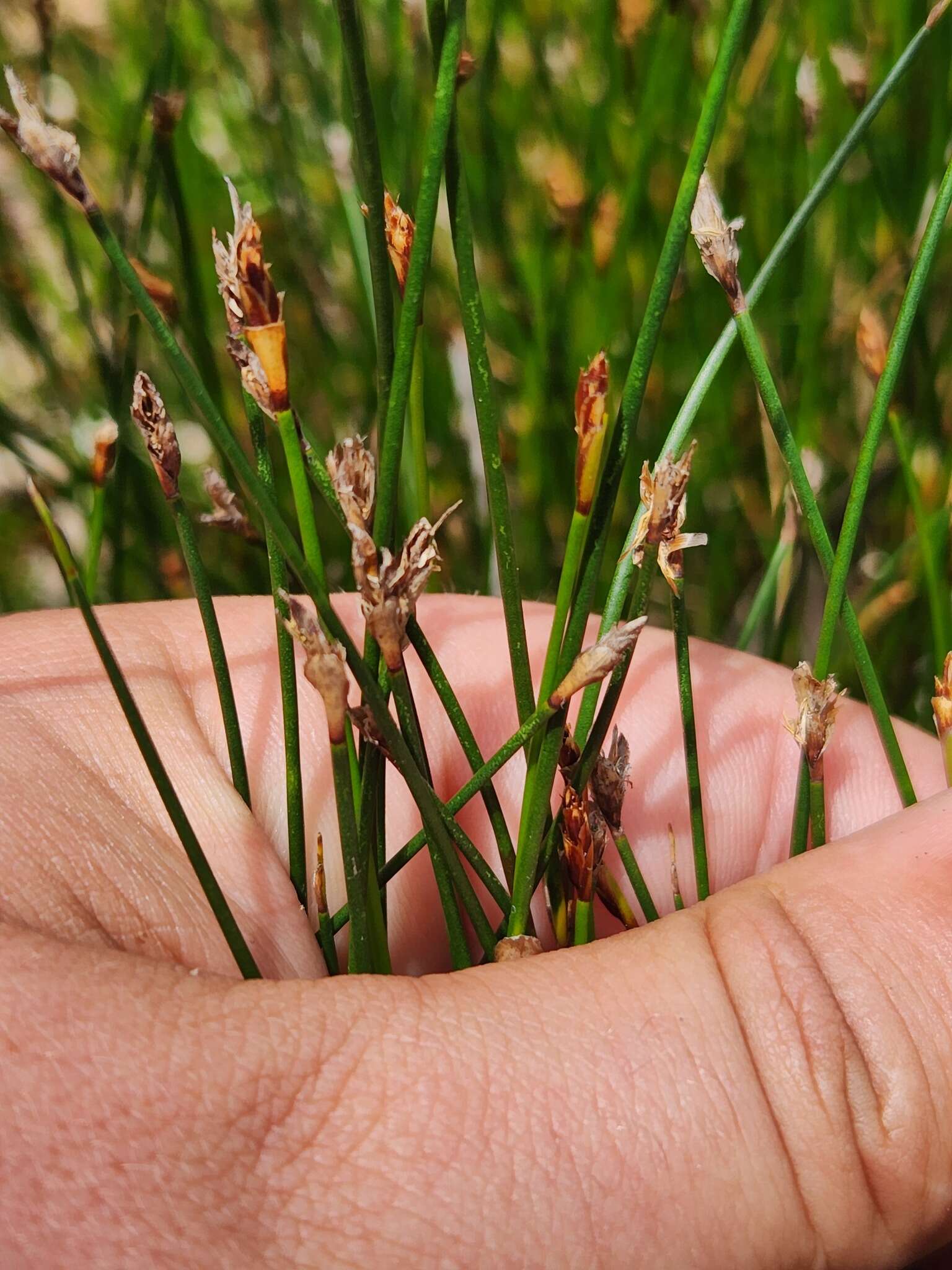 Слика од Coleocarya gracilis S. T. Blake