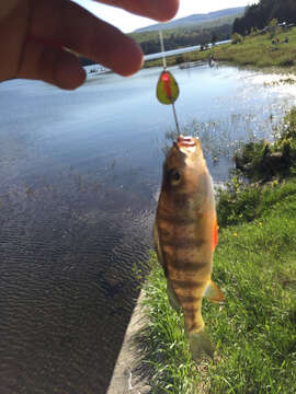 Image of Yellow Perch