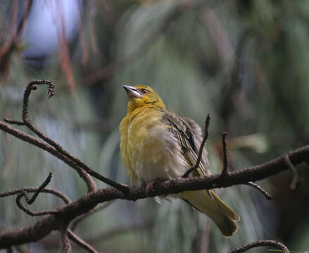 Image of Ploceus cucullatus abyssinicus (Gmelin & JF 1789)